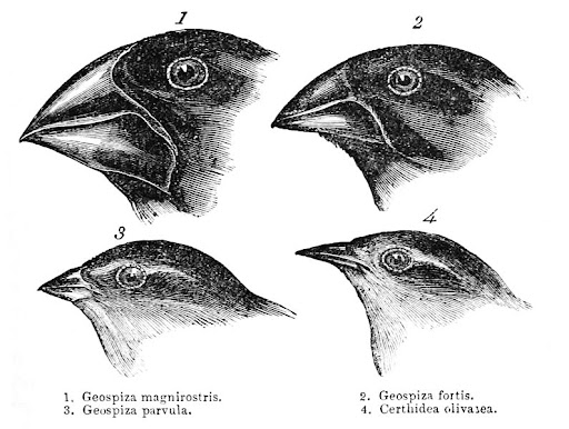 birds-3