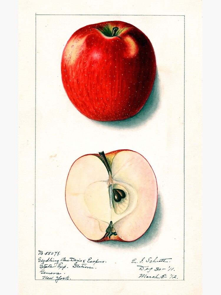 apple